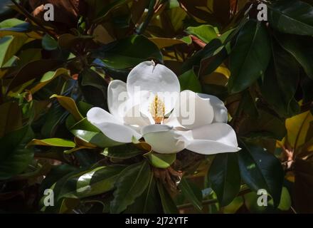 fleur de magnolia blanche avec fond de feuilles et de branches multicolores Banque D'Images