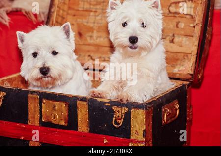 West Highland White Terriers dans un tronc en bois devant un fond rouge Banque D'Images