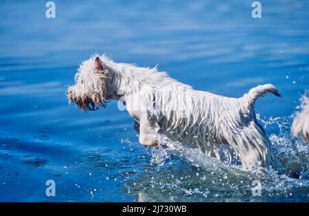 West Highland White Terrier qui coule dans l'eau Banque D'Images