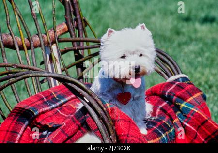 West Highland White Terrier sur une couverture en tissu écossais rouge sur la chaise Banque D'Images