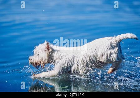 West Highland White Terrier qui coule dans l'eau Banque D'Images