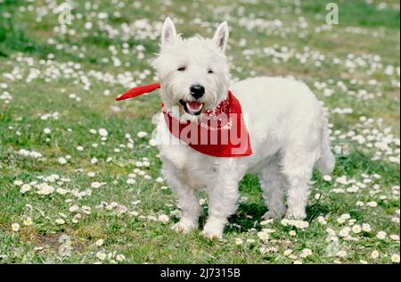 West Highland White Terrier portant le bandana rouge dans l'herbe et les fleurs blanches Banque D'Images