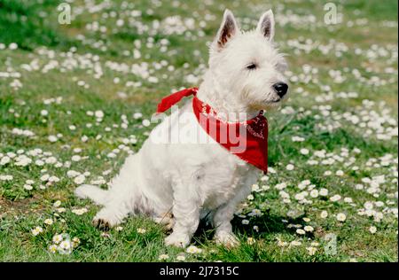 West Highland White Terrier portant le bandana rouge dans l'herbe et les fleurs blanches Banque D'Images