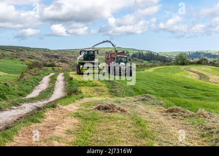 Drinagh, West Cork, Irlande. 5th mai 2022. Les agriculteurs bénéficient du meilleur temps ces derniers jours et réduisent le premier ensilage de l'année. L'entrepreneur Cyril Maguire utilise une moissonneuse Claas 950 pour recueillir l'ensilage pour le producteur laitier Victor Jennings cet après-midi. Crédit : AG News/Alay Live News. Banque D'Images