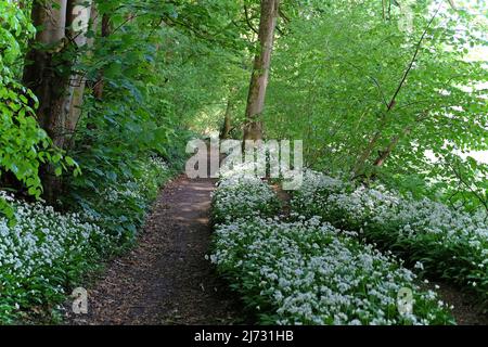 Les fleurs blanches dainty de l'ail sauvage en fleur. Banque D'Images