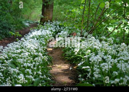 Les fleurs blanches dainty de l'ail sauvage en fleur. Banque D'Images