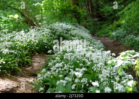 Les fleurs blanches dainty de l'ail sauvage en fleur. Banque D'Images