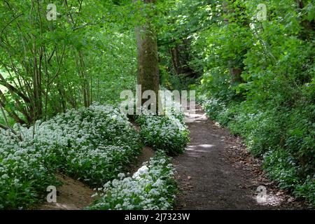 Les fleurs blanches dainty de l'ail sauvage en fleur. Banque D'Images