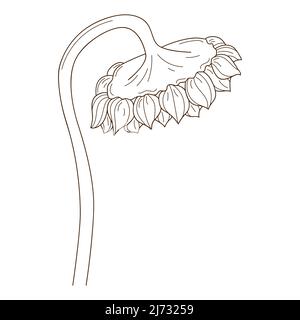 Tournesol sur la tige. Tournesol mature. Un symbole de l'automne, la récolte. Elément de conception avec contour. Doodle, dessiné à la main. Illustration vectorielle noir et blanc Illustration de Vecteur