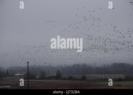 Un skien d'oies des neiges en migration vu en vol au-dessus de la réserve naturelle de l'île Sauvie près de Portland, Oregon, en février 2022. Banque D'Images