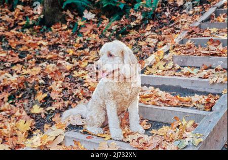 Goldendoodle assis dans des feuilles d'automne sur des marches en bois Banque D'Images