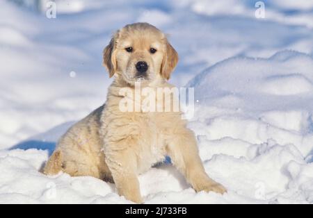 Golden Retriever chiot dans la neige Banque D'Images