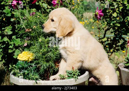 Chiot Golden Retriever dans un pot de fleurs Banque D'Images