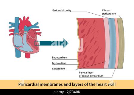 Membranes péricardiques et couches de la paroi cardiaque Illustration de Vecteur