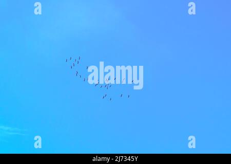 Oiseaux dans le ciel. Un troupeau d'oiseaux dans le ciel. Un troupeau d'oiseaux migrateurs. Les oiseaux volent vers le sud. Banque D'Images
