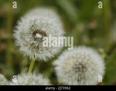 Dandelion sur un pré dans le quartier Steglitz de Berlin. (Photo de Simone Kuhlmey/Pacific Press) (photo de Simone Kuhlmey/Pacific Press) Banque D'Images