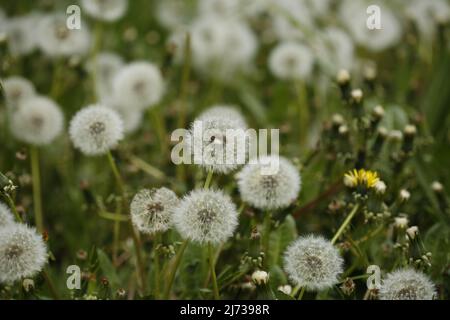 Dandelion sur un pré dans le quartier Steglitz de Berlin. (Photo de Simone Kuhlmey/Pacific Press) (photo de Simone Kuhlmey/Pacific Press) Banque D'Images