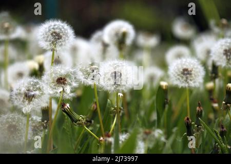 Dandelion sur un pré dans le quartier Steglitz de Berlin. (Photo de Simone Kuhlmey/Pacific Press) (photo de Simone Kuhlmey/Pacific Press) Banque D'Images