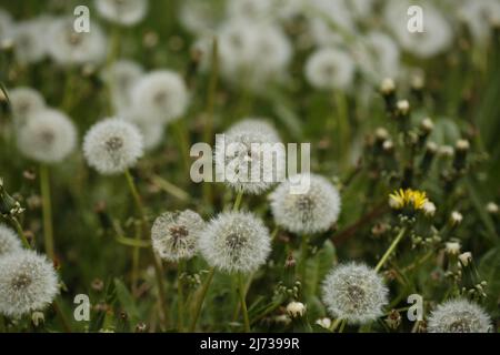 Dandelion sur un pré dans le quartier Steglitz de Berlin. (Photo de Simone Kuhlmey/Pacific Press) (photo de Simone Kuhlmey/Pacific Press) Banque D'Images