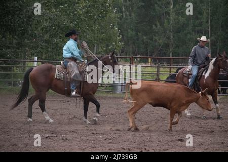 Les participants participent à la compétition de rodéo de veau au Ranch Rodeo annuel de Madden, en Alberta, au Canada. Banque D'Images