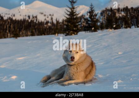 Portrait en gros plan de l'adorable chien husky sibérien couché sur la neige dans les montagnes des Carpates au coucher du soleil, en Ukraine Banque D'Images