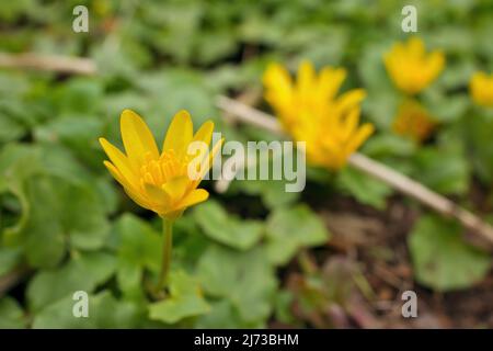 Gros plan à faible angle de la petite Celandine Ranunculaceae Ficaria verna Huds fleur jaune au printemps Banque D'Images