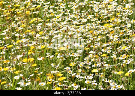 Multitud de flores silvestres en el campo en primavera Banque D'Images