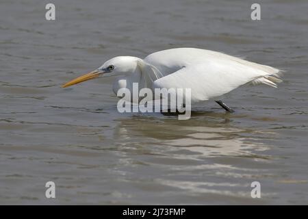 Egret chinois (Egretta eulophotes), réserve naturelle de Mai po, Hong Kong, Chine Banque D'Images