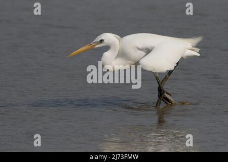 Egret chinois (Egretta eulophotes), réserve naturelle de Mai po, Hong Kong, Chine Banque D'Images