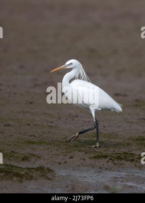 Egret chinois (Egretta eulophotes), réserve naturelle de Mai po, Hong Kong, Chine Banque D'Images