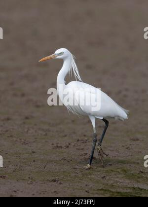 Egret chinois (Egretta eulophotes), réserve naturelle de Mai po, Hong Kong, Chine - vertical, marche sur le vasière marécageuse Banque D'Images