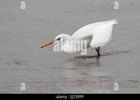 Egret chinois (Egretta eulophotes), réserve naturelle de Mai po, Hong Kong, Chine Banque D'Images