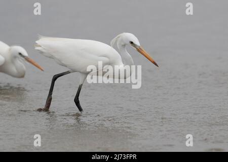 Egret chinois (Egretta eulophotes), réserve naturelle de Mai po, Hong Kong, Chine Banque D'Images