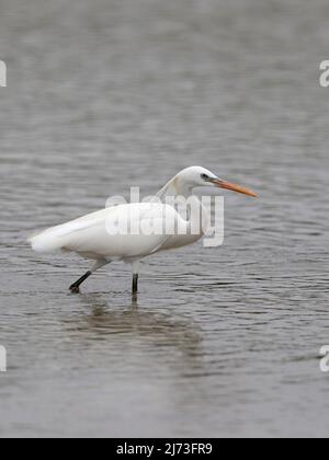 Egret chinois (Egretta eulophotes), réserve naturelle de Mai po, Hong Kong, Chine Banque D'Images