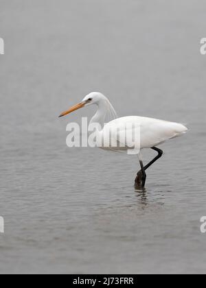 Portrait vertical d'un Egrette chinois (Egretta eulophotes), réserve naturelle de Mai po, Hong Kong, Chine Banque D'Images