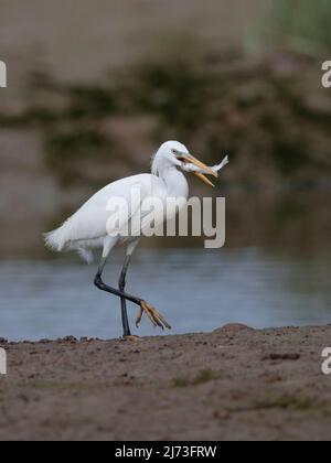 Portrait vertical d'un Egrette chinois (Egretta eulophotes), réserve naturelle de Mai po, Hong Kong, Chine Banque D'Images