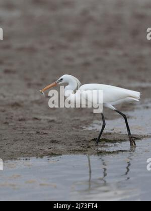 Egret chinois (Egretta eulophotes), Réserve naturelle de Mai po, Hong Kong, Chine - vertical Banque D'Images