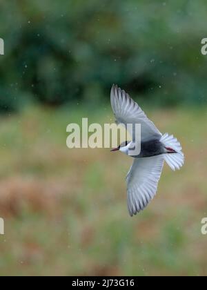 Sterne fouettée (Chlidonias hybrida), reproducteurs de plumage adultes en vol, sous la pluie, étangs commerciaux près de Mai po, Hong Kong, Chine 1 mai 2022 Banque D'Images