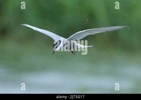 Sterne fouettée (Chlidonias hybrida), reproducteurs de plumage adultes en vol, sous la pluie, étangs commerciaux près de Mai po, Hong Kong, Chine 1 mai 2022 Banque D'Images