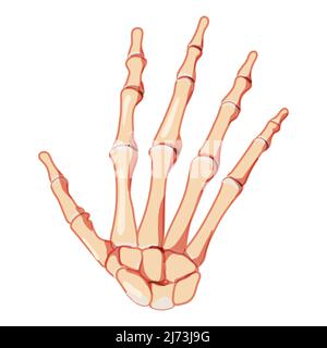 Hands Skeleton Human, vue arrière. Ensemble de charpels, poignets, métacarpes, phalanges. Anatomique correct 3D réaliste plat naturel couleur concept illustration vectorielle isolée sur fond blanc Illustration de Vecteur