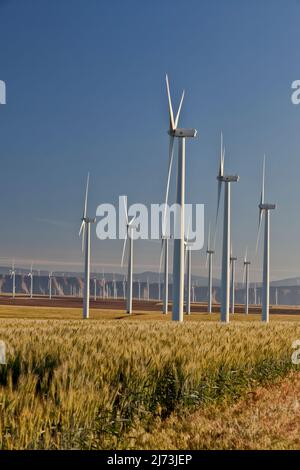 Ferme éolienne, champ de blé mature, pré-récolte, PM Light, fin juillet, Oregon. Banque D'Images