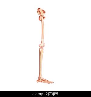 Bassin humain avec squelette de jambe, vue latérale avec os de hanche, cuisses, pied, fémur, genou, tibia. Anatomique correct 3D réaliste plat naturel couleur concept illustration vectorielle isolée sur fond blanc Illustration de Vecteur