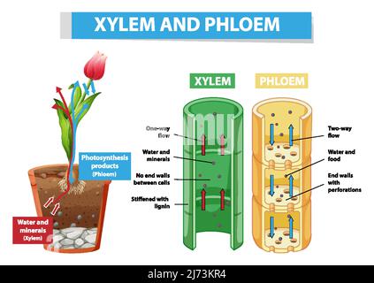 Schéma illustrant le xylème et le phloème dans l'illustration de la plante Illustration de Vecteur