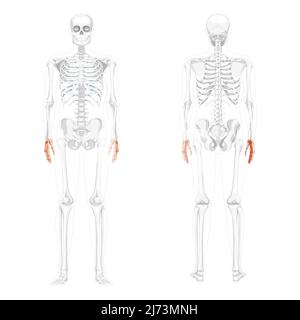 Mains squelette vue arrière avant humaine avec position des os partiellement transparente. Charpels, poignets, métacarpals, phalanges. 3D Illustration vectorielle réaliste et plate de l'anatomie isolée sur fond blanc Illustration de Vecteur
