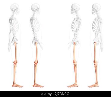 Squelette cuisses et jambes membre inférieur vue latérale humaine avec position des os partiellement transparente. Ensemble de patella, péroné, tibia, pied réaliste plat couleur naturelle Illustration vectorielle de l'anatomie isolée Illustration de Vecteur