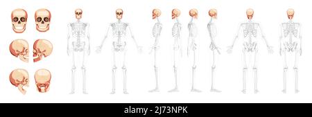 Ensemble de crâne tête humaine vue latérale arrière avant du squelette avec mains latérales ouvertes position du corps partiellement transparente. Modèle réaliste et plat de couleur naturelle illustration vectorielle isolée sur fond blanc Illustration de Vecteur