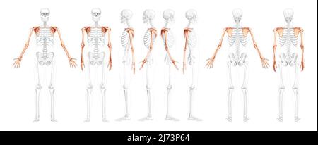 Ensemble de bras de membre supérieur Skeleton avec épaule vue latérale arrière avant humaine avec position des os partiellement transparente. Concept réaliste de couleur naturelle plate Illustration vectorielle de l'anatomie isolée sur blanc Illustration de Vecteur