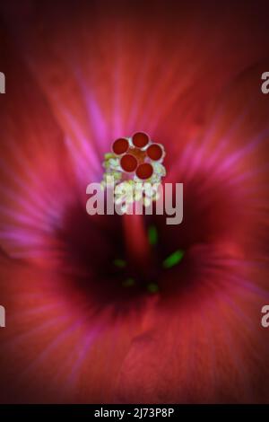 Un gros plan extrême d'un hibiscus orange -Hibiscus sinensis- fleurs stigmate, pistil et STAMEN dans un éclairage doux et sombre; capturé dans un studio Banque D'Images