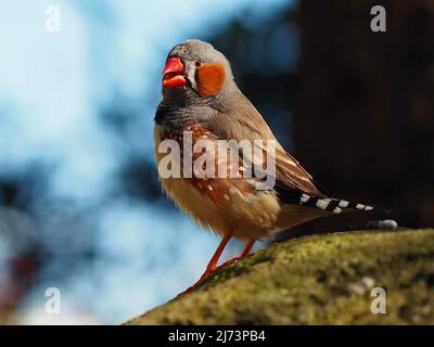 Remarquable et dynamique, l'homme australien Zebra Finch est fier de briller sa chanson. Banque D'Images