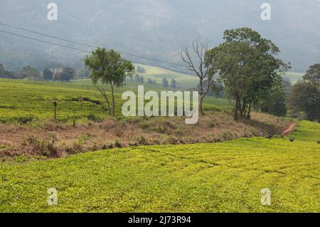 Plantations de thé surplombées par Mt Mulanje, district de Mulanje, Malawi, Afrique - personnes cueillant des feuilles de thé Banque D'Images